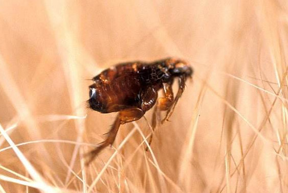 万康消杀公司带你了解跳蚤怎么消灭