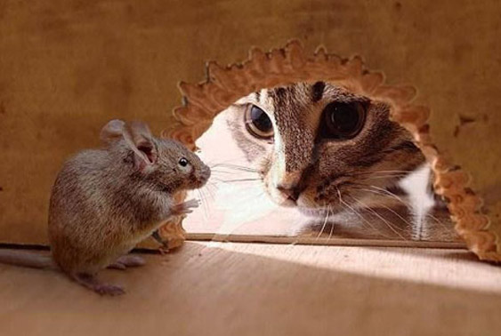 万康消杀公司带你了解消灭老鼠的好方法